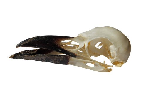side view of a carrion crow skull with open beak on a white background