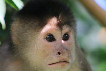 Close up of the head from a sad looking capuchin monkey, cebus albifrons