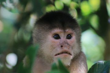 Close up of the head from a suprised capuchin monkey, cebus albifrons