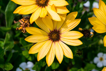 osteospermum yellow daisy