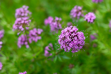 pink phuopsis stylosa flowers