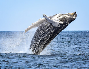 A humpback whale breaches with a twist as he begins his fall back to the ocean.  - Powered by Adobe