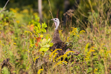 wild turkeys in summer