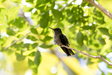 Obraz premium bird in tree