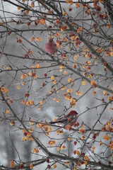 Red Birds in Branches