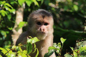 Close up of a wild capuchin monky, Cebus albifrons,looking straight at the camera without emotions
