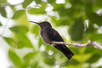 bird in tree