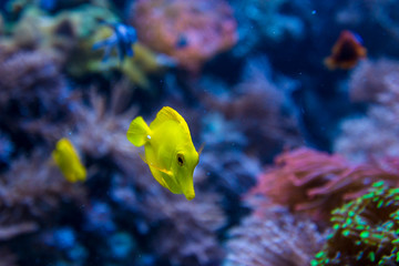 Naklejka na ściany i meble tropical fish in aquarium