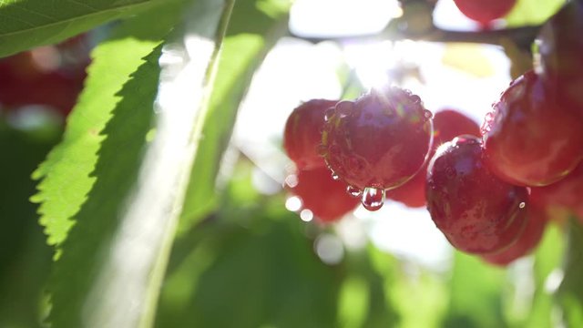 Amazing backlit closeup shot of fresh organic ripe cherris with dew or raindrops on a cherry tree in a fruit field in spring or summer. healthy food fruit concept.