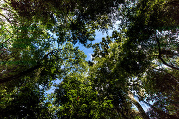 Obraz premium tree in forest