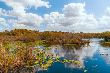 Fototapeta premium View of freshwater marsh from Anhinga Trail boardwalk in Everglades National Park.Florida.USA