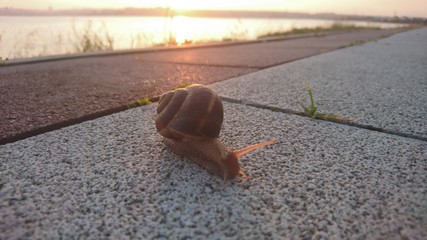 reading book at lakeside park at sunset