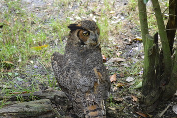 Florida Wildlife Photography