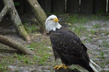 Florida Wildlife Photography