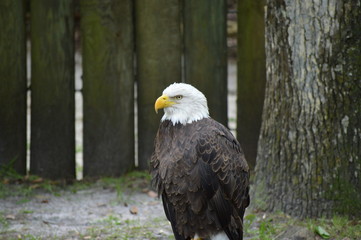 Florida Wildlife Photography