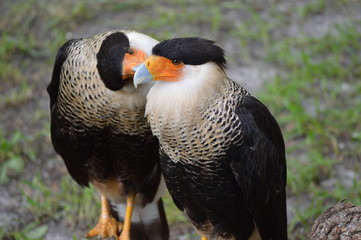Florida Wildlife Photography