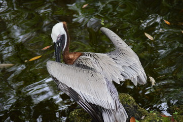 Florida Wildlife Photography