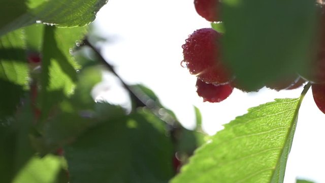 Backlit of fresh organic ripe cherris with dew or raindrops on a cherry tree in a fruit field in spring or summer. healthy food fruit concept.
