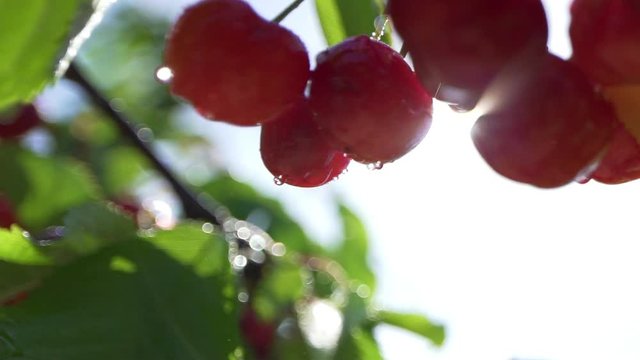 Backlit closeup shot of fresh organic ripe cherris with dew or raindrops on a cherry tree in a fruit field in spring or summer. healthy food fruit concept.