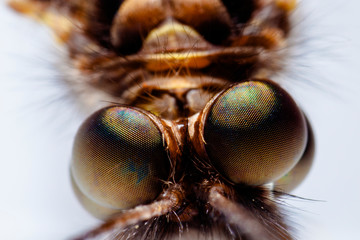 bug eye