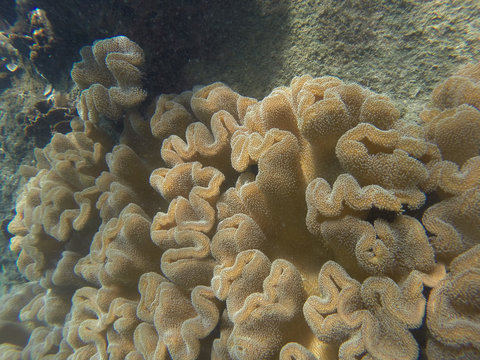 Yellow brown Leather coral that closes if anybody comes near