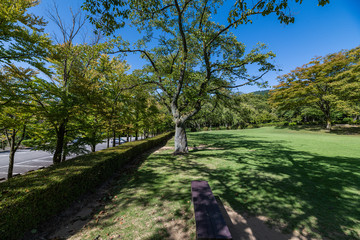 初秋の樹木公園風景