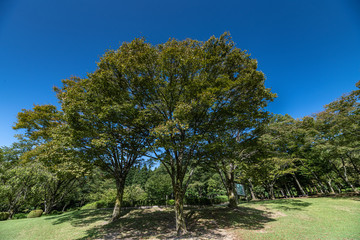 Fototapeta premium 初秋の樹木公園風景