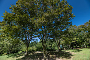 Fototapeta premium 初秋の樹木公園風景