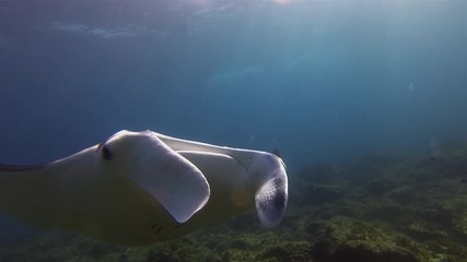Graceful Calm Manta Ray Swimming Close Up Overhead In Blue Sea Water Coral Reef & Sunlit Sea Surface. Mantaray Or Big Ray Mouth Closed With Fins & Wings Wide Open. Large Pelagic Marine Life
