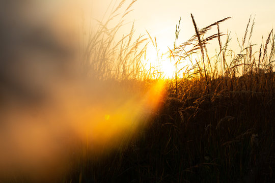 Sunset In Indian Grass