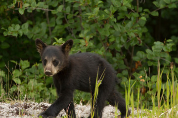 Black Bear Cub, Tetsa River ,BC