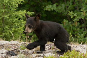 Fototapeta na wymiar Black Bear Cub, Tetsa River ,BC