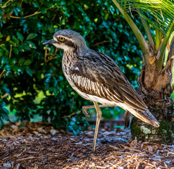 Bush Stone Curlew Australia