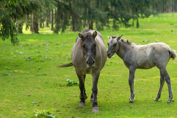 Obraz na płótnie Canvas The Mare with Foal on the natural Meadow