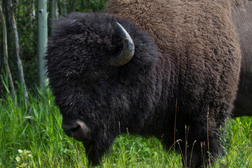 Majestic Male Bison In Elk National Park, Alberta, Canada