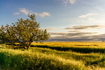 Green tree in a field at sunset