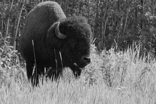 Majestic Male Bison In Elk National Park, Alberta, Canada