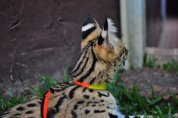 Pet Serval cat (Leptailurus Serval)