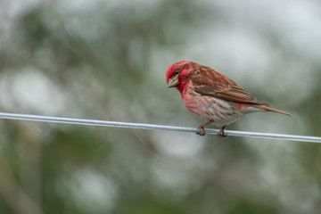 Purple finch on a clothes line looking back landscape