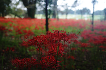 彼岸花が満開の古墳群