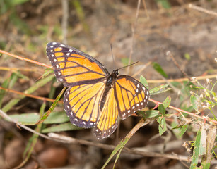 Viceroy butterfly laying eggs on the tip of the leaf on a small Willow tree