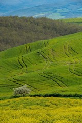 Obraz premium Tuscanian landscape with a series of differently-colored hills covered with crops, with a solitary tree