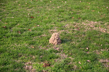 crawfish mound in yard