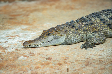 Naklejka premium nile crocodile is sunning and smiling at you