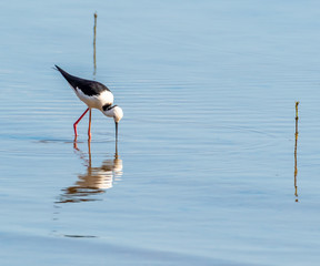 Black Winged Stilt Morton Bay