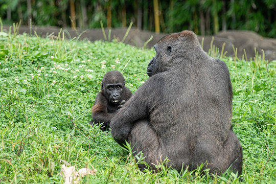 baby gorilla enjoys a snack with mom
