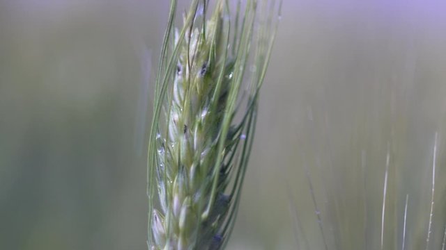 Closeup slow motion shot of organic green unripe organic ear of wheat while water drops dropping on a wheat field in spring or summer.