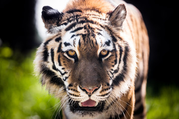 Close up of the face of a wild tiger approaching and looking back at the camera, against a green and black bokeh background
