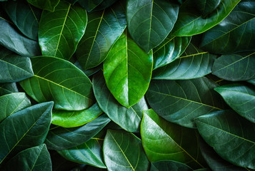 Green leaf  background..