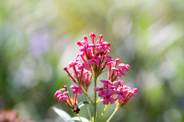 Closeup nature pink flower on sunlight with copy space using as background concept